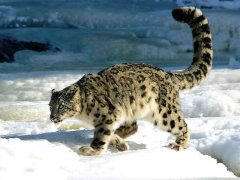 persian-leopard-1.jpg