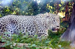persian-leopard-2.jpg